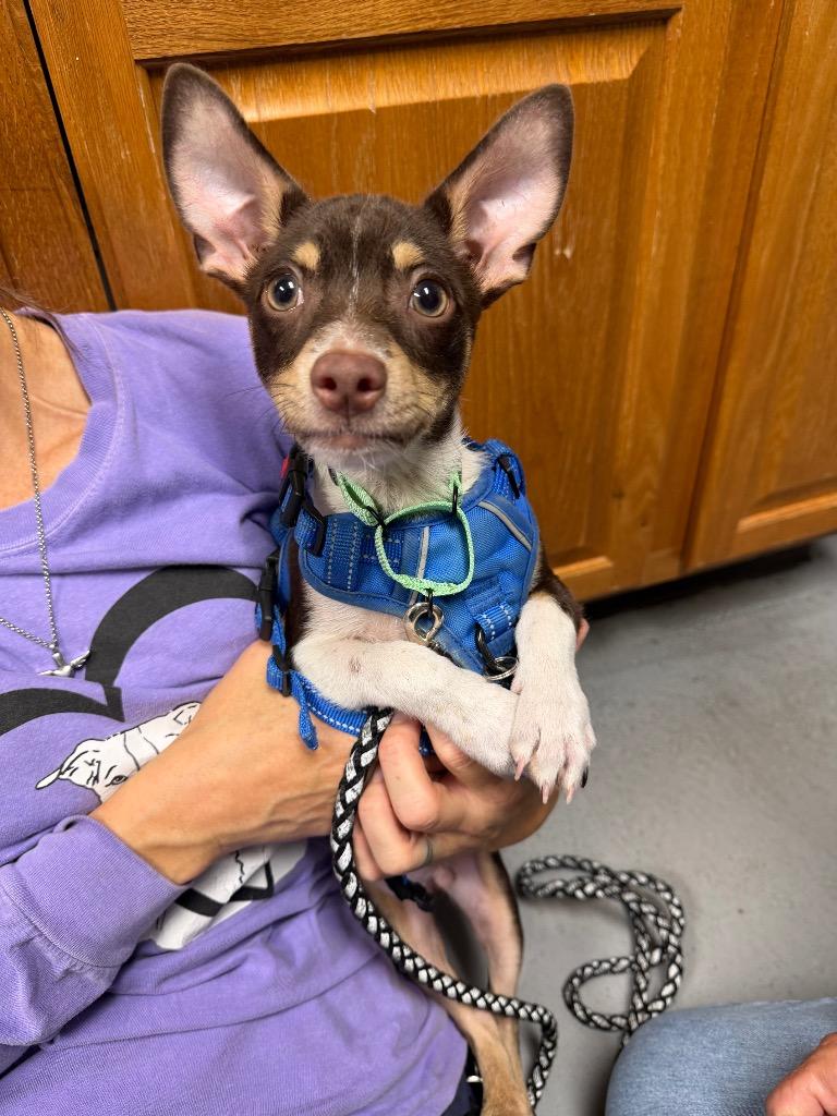 Odie, Adoptable, Puppy Male Chihuahua & Dachshund.
