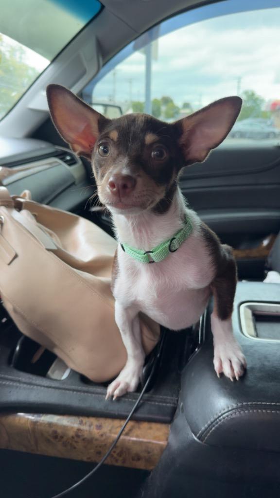 Enlarge Odie, a Adoptable mixed breed in Ewing, NJ image 2/2