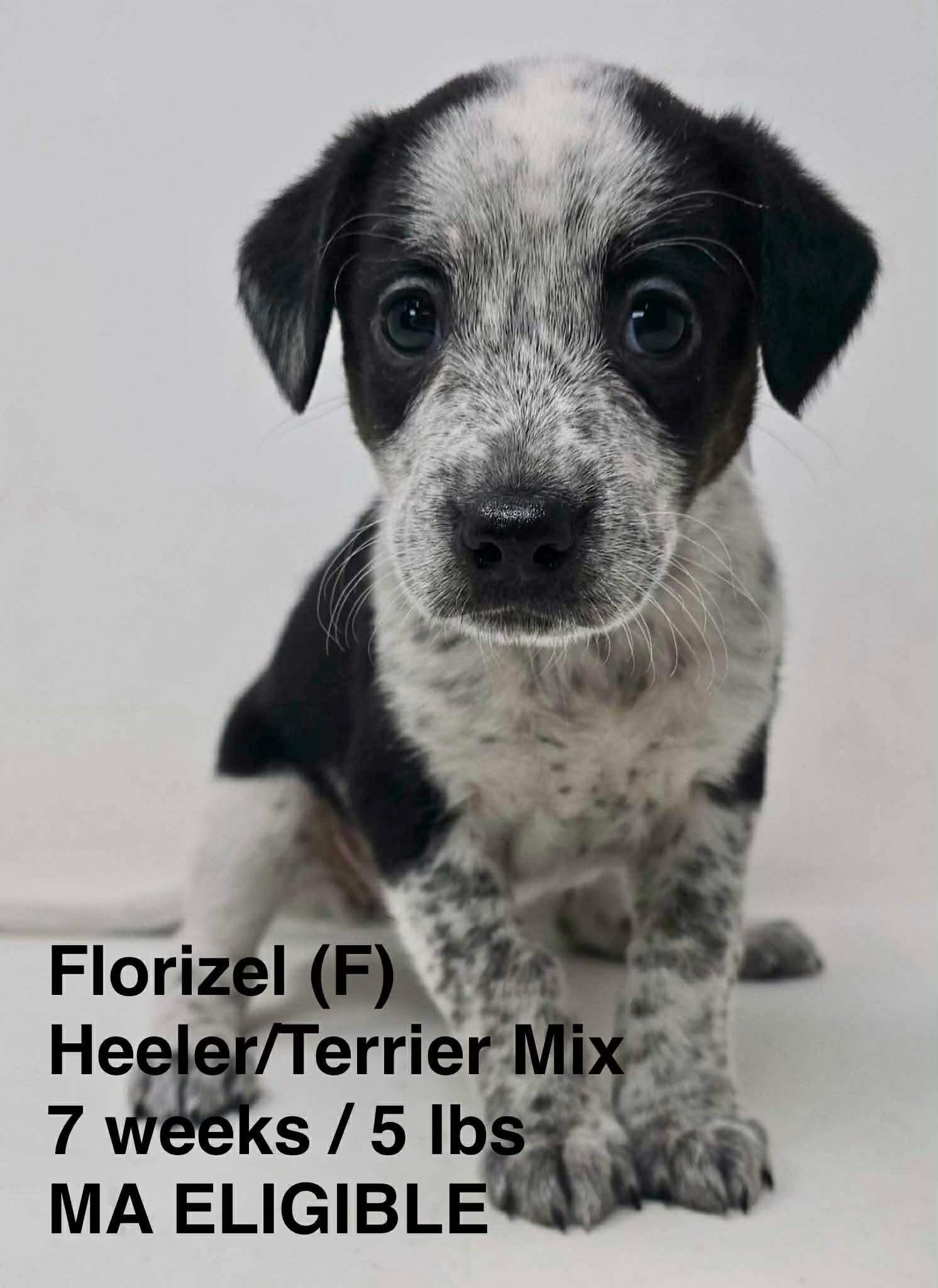 Enlarge FLORIZEL, a Adopted mixed breed in Pomfret Center, CT image 1/1