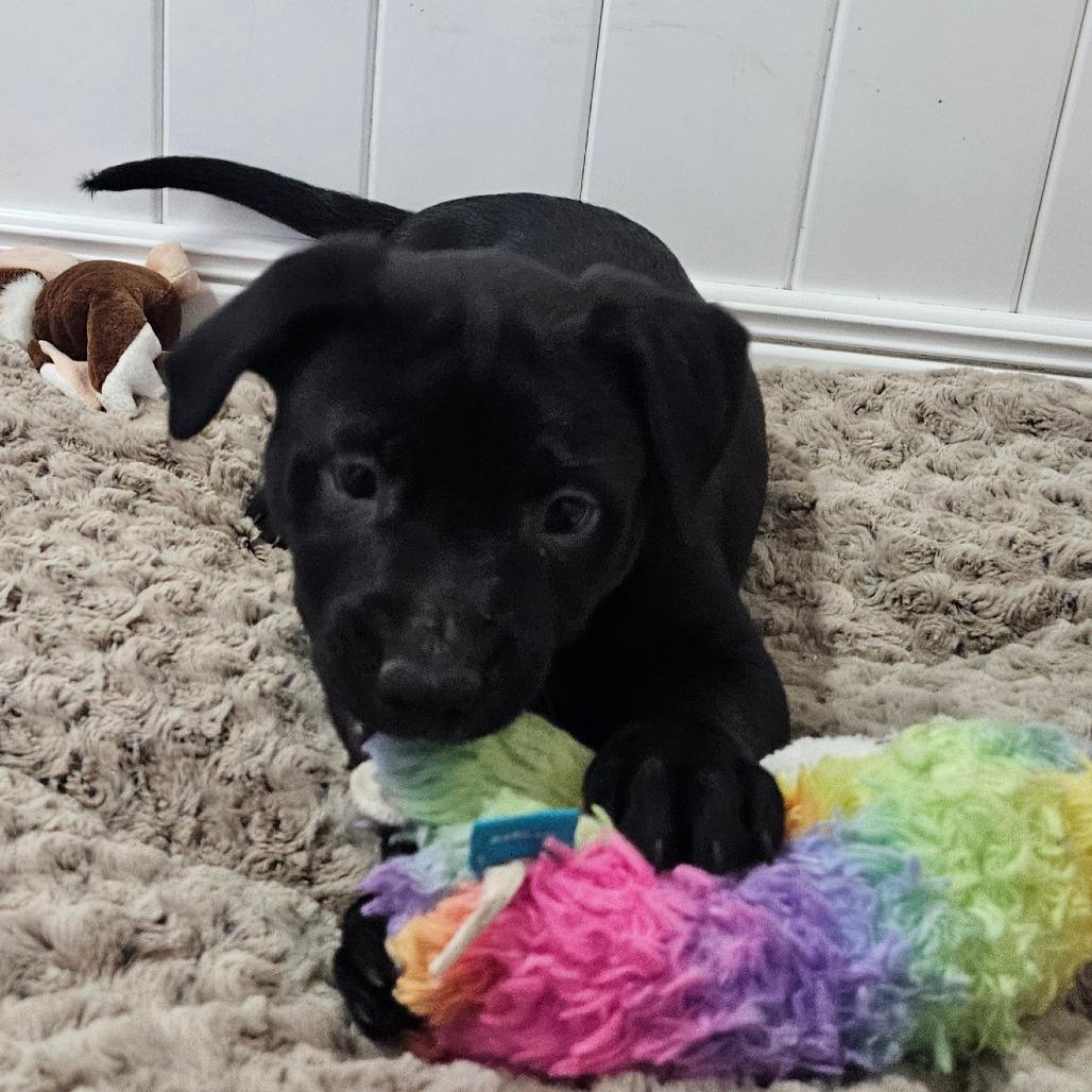 Faith, a Adoptable Labrador Retriever in Springfield, MO image 1/6