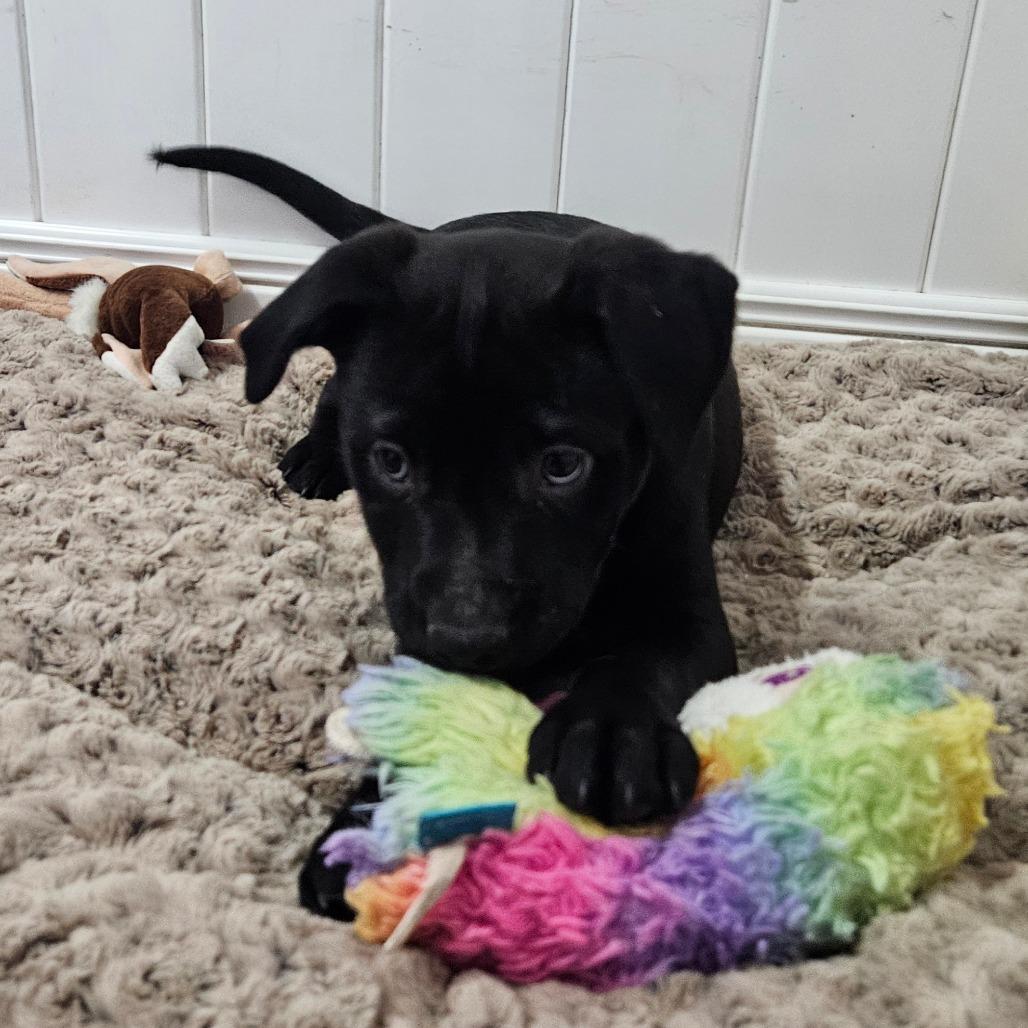 Faith, a Adoptable Labrador Retriever in Springfield, MO image 2/6