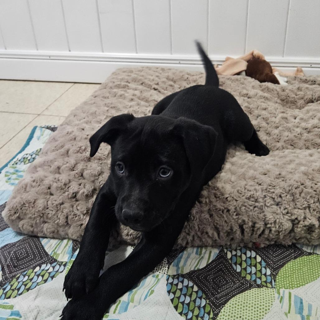 Faith, a Adoptable Labrador Retriever in Springfield, MO image 3/6