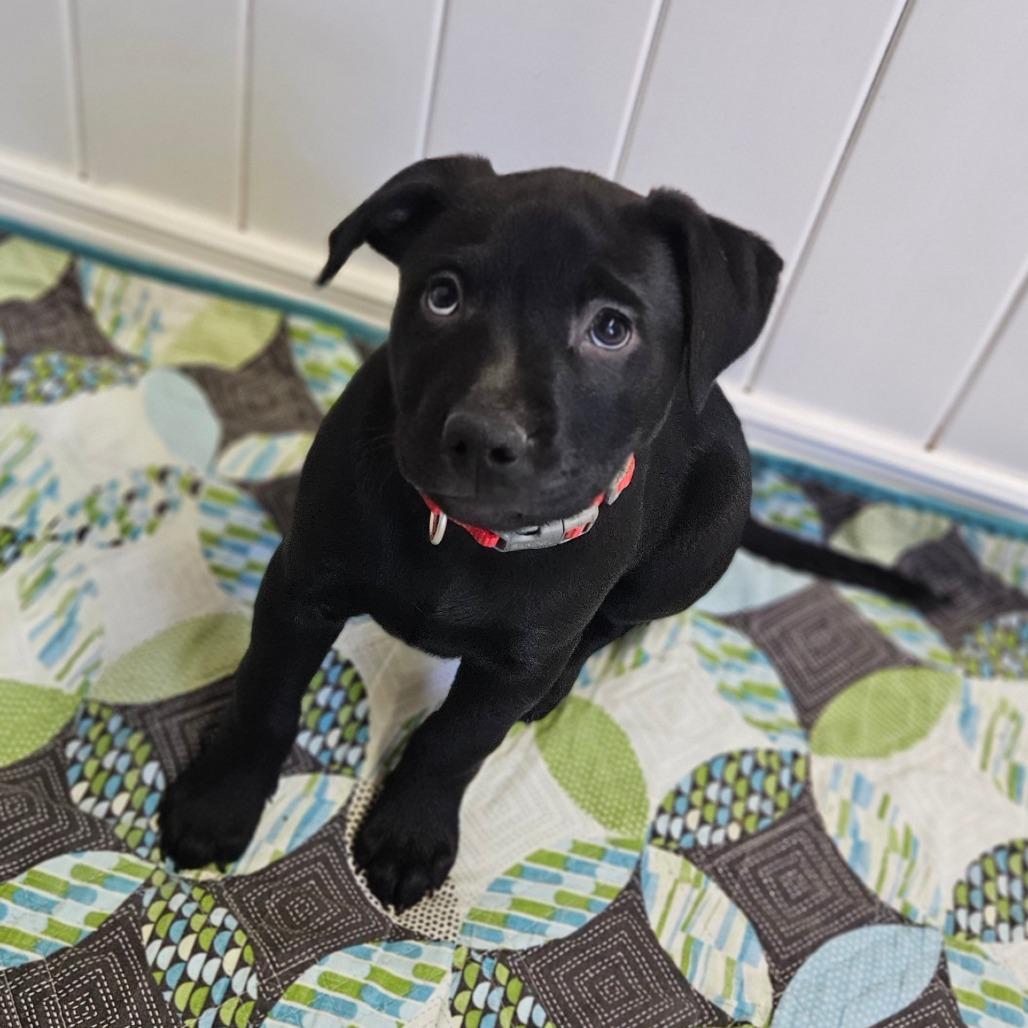 Faith, a Adoptable Labrador Retriever in Springfield, MO image 4/6