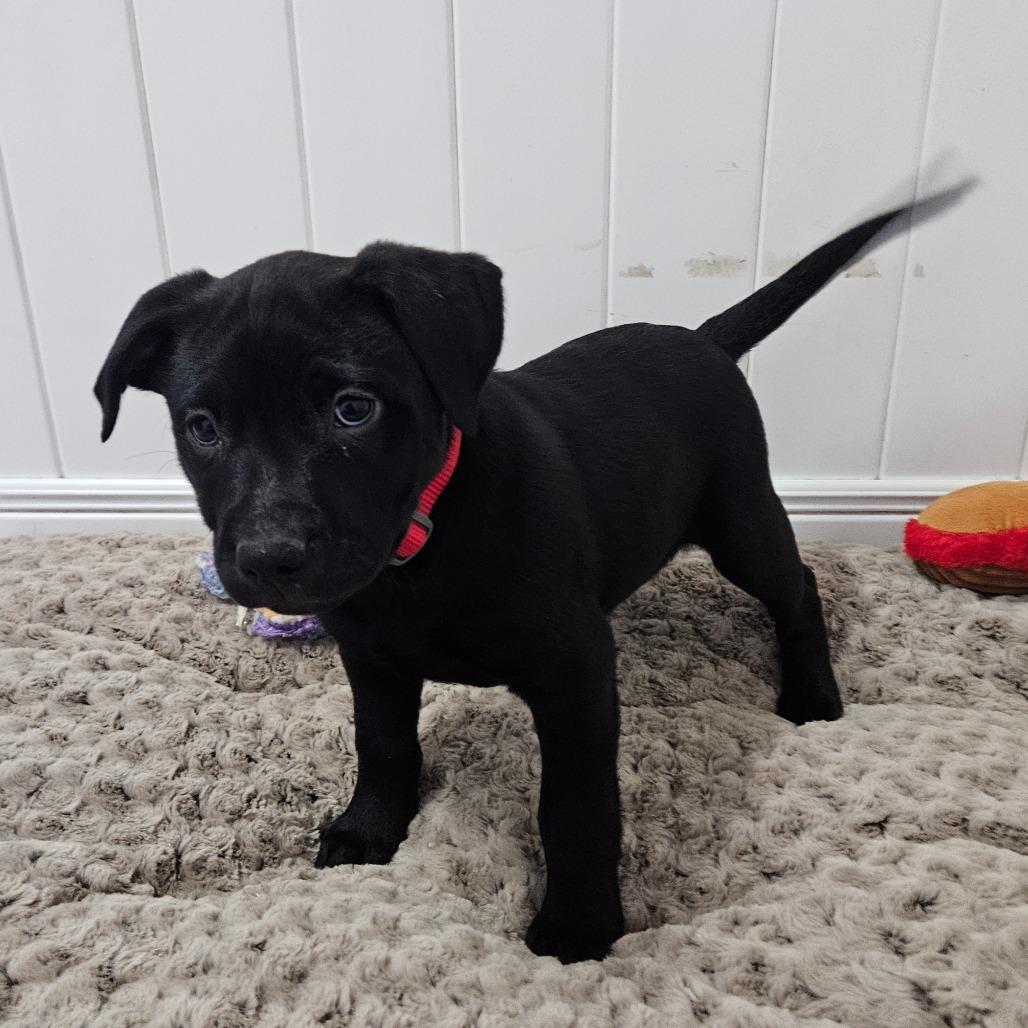 Faith, a Adoptable Labrador Retriever in Springfield, MO image 5/6