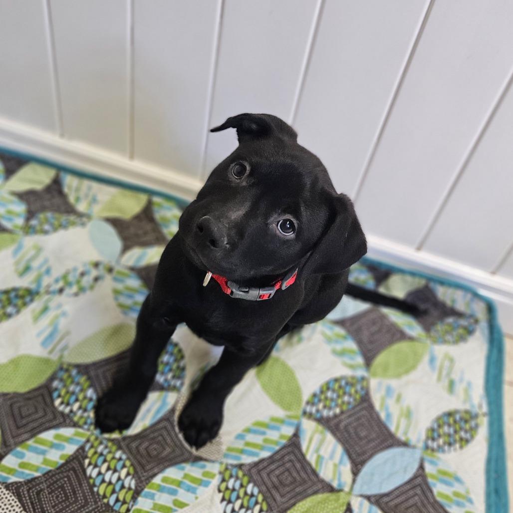 Faith, a Adoptable Labrador Retriever in Springfield, MO image 6/6