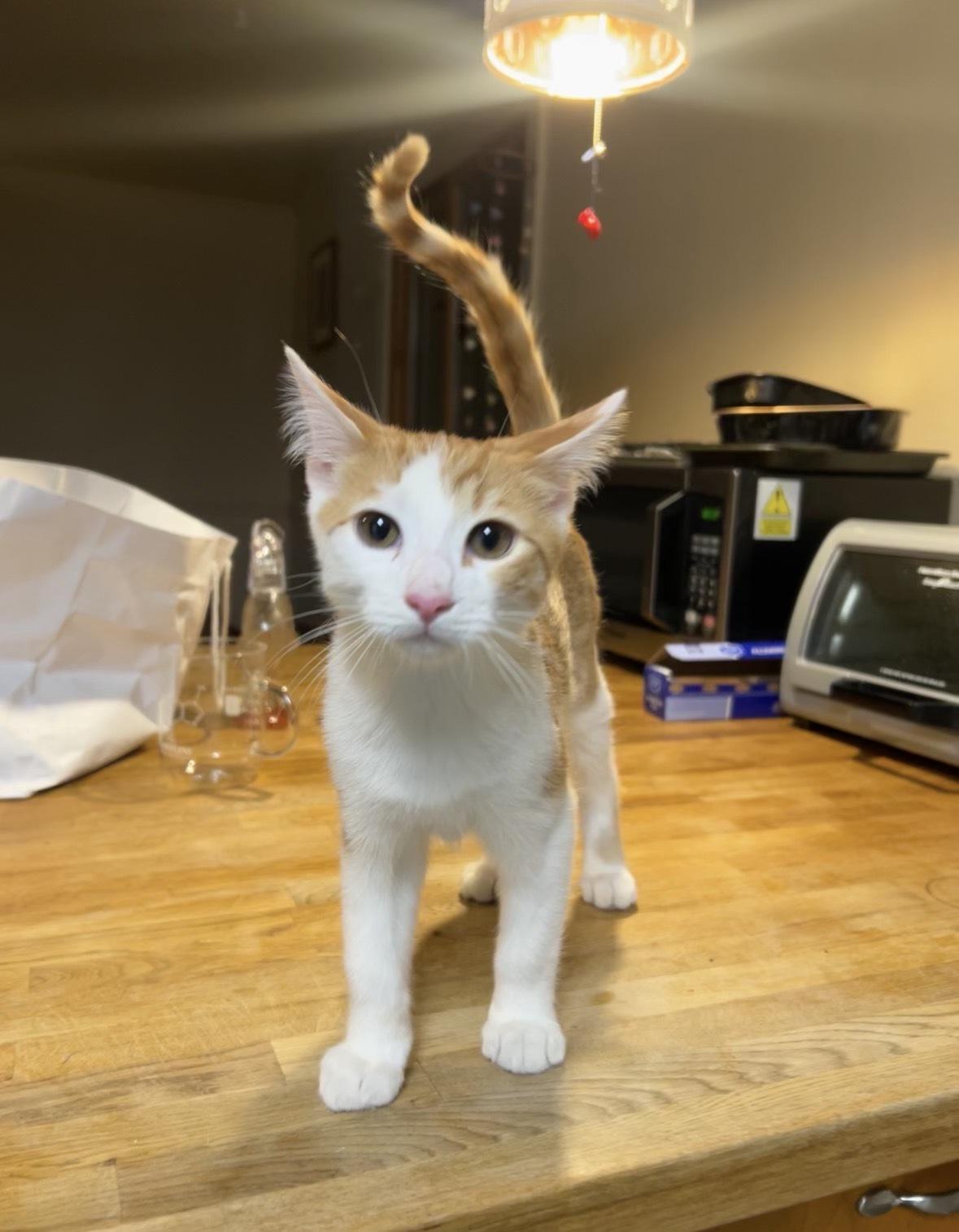 Honeybun, adopted, Kitten Male Domestic Short Hair.