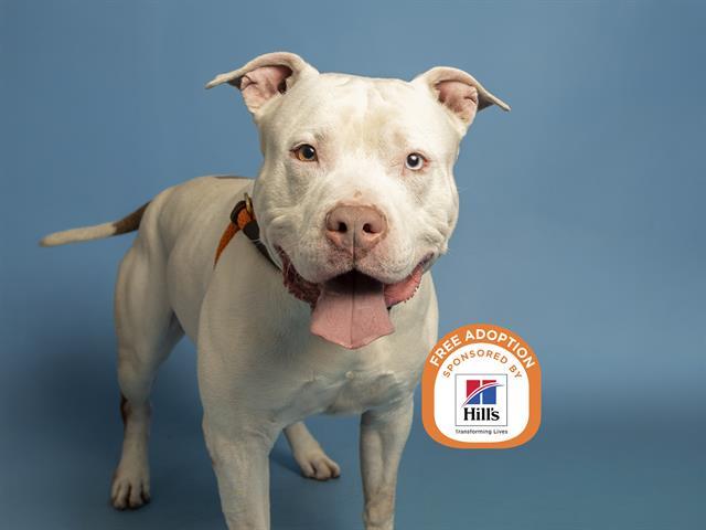 Enlarge SAINT NICK, a Adoptable Pit Bull Terrier in Phoenix, AZ image 1/1