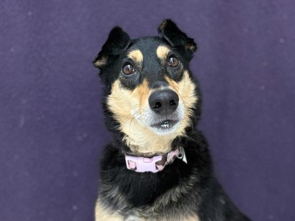 Enlarge Lilly, a Adoptable mixed breed in Portland, OR image 1/1