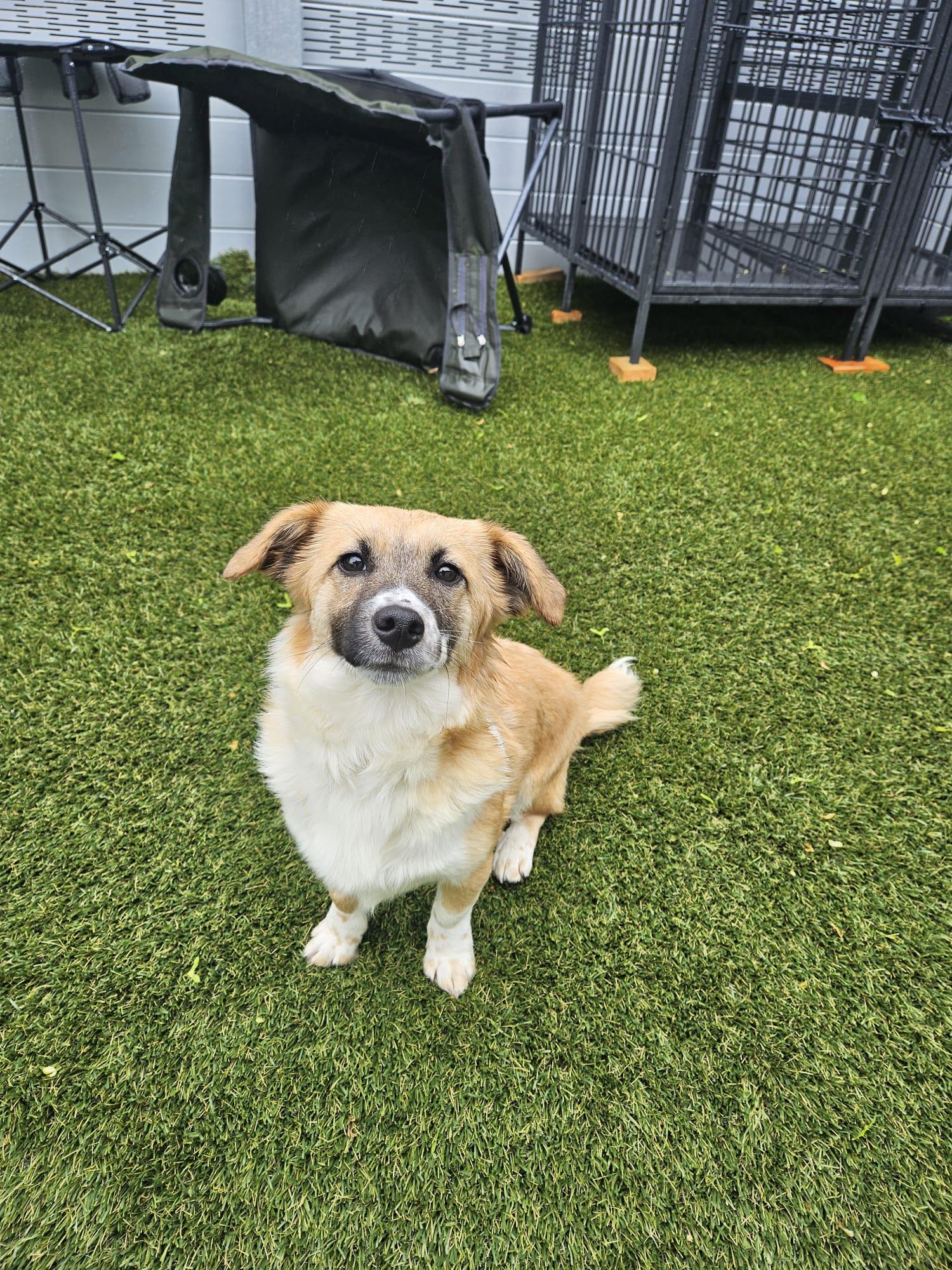 Enlarge Belle, an adoptable mixed breed in Aurora, ON image 4/6