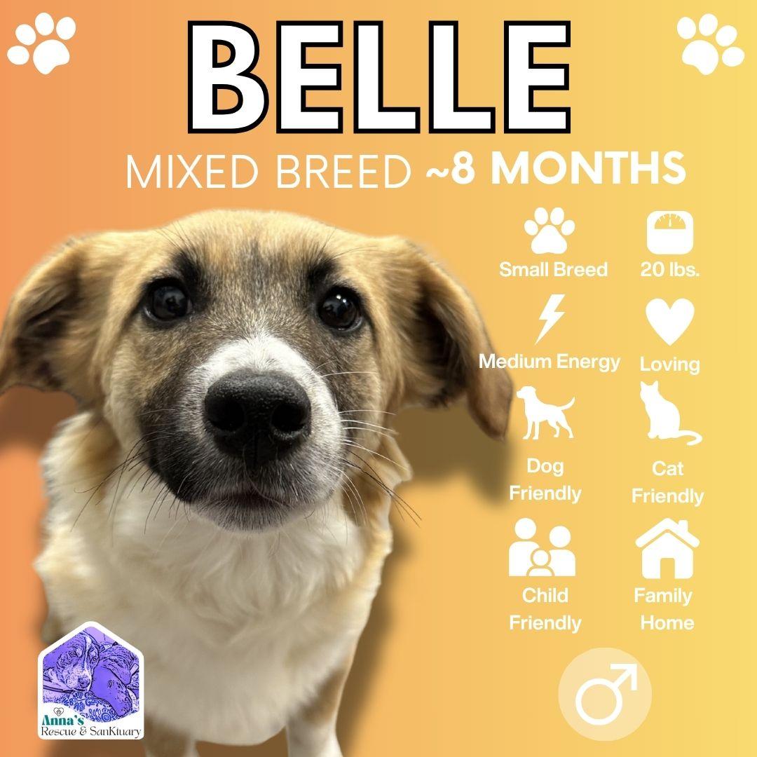 Belle, adoptable, Young Female Mixed Breed.