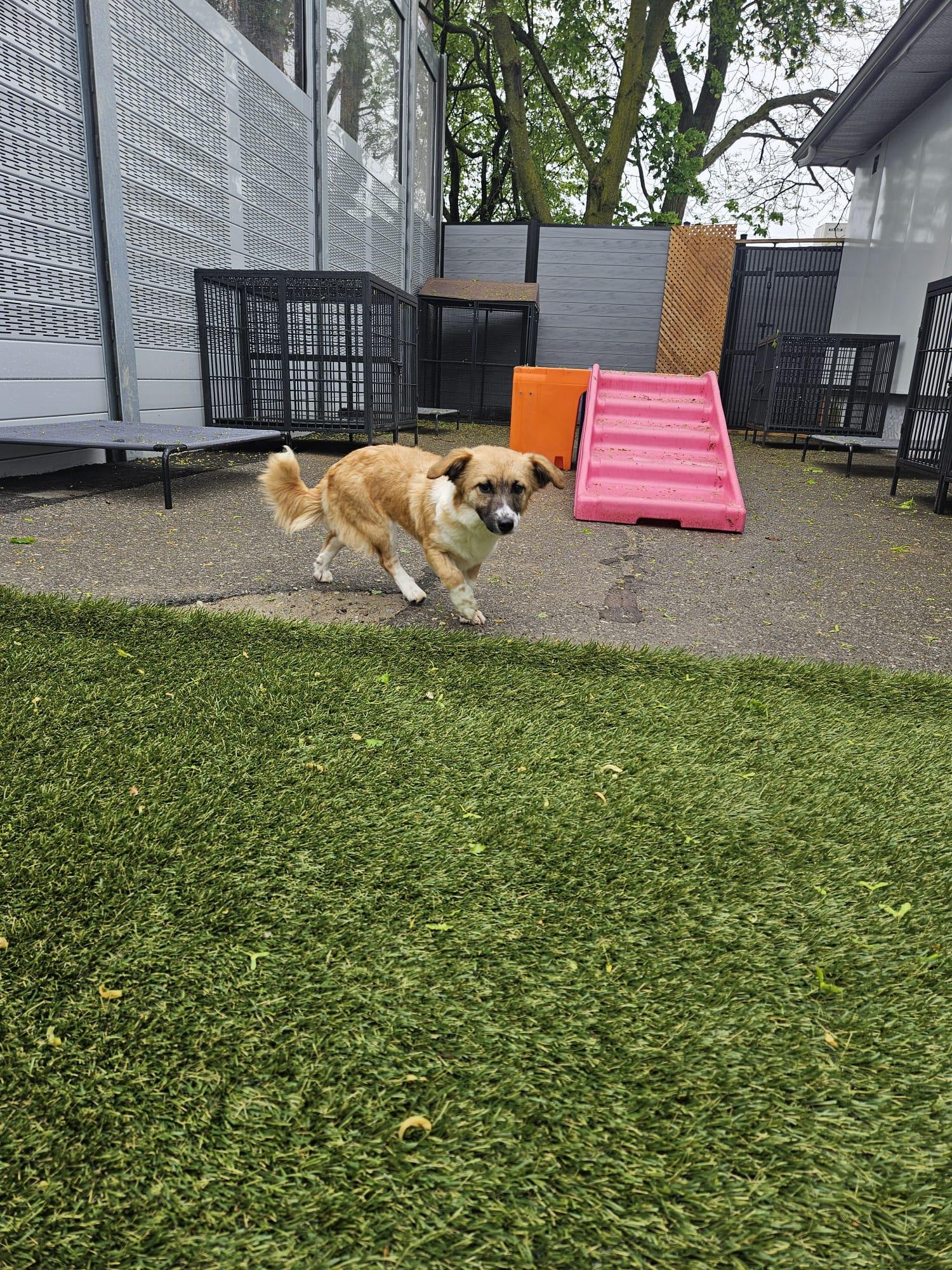 Enlarge Belle, an adoptable mixed breed in Aurora, ON image 3/6