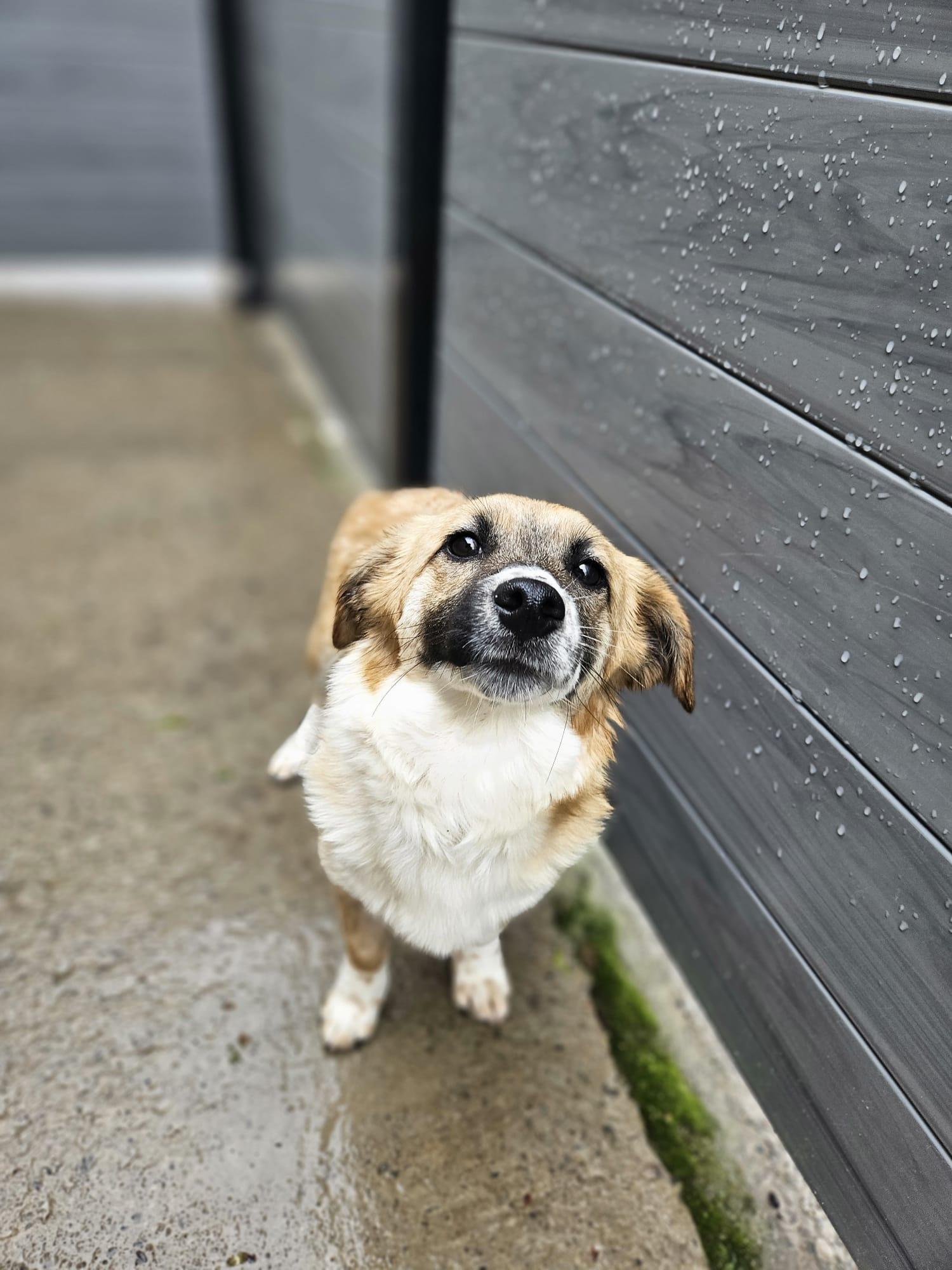 Enlarge Belle, an adoptable mixed breed in Aurora, ON image 6/6