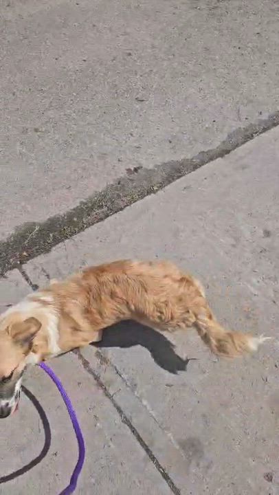 Enlarge Belle, an adoptable mixed breed in Aurora, ON video 5/6