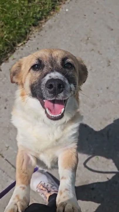 Enlarge Belle, an adoptable mixed breed in Aurora, ON video 2/6