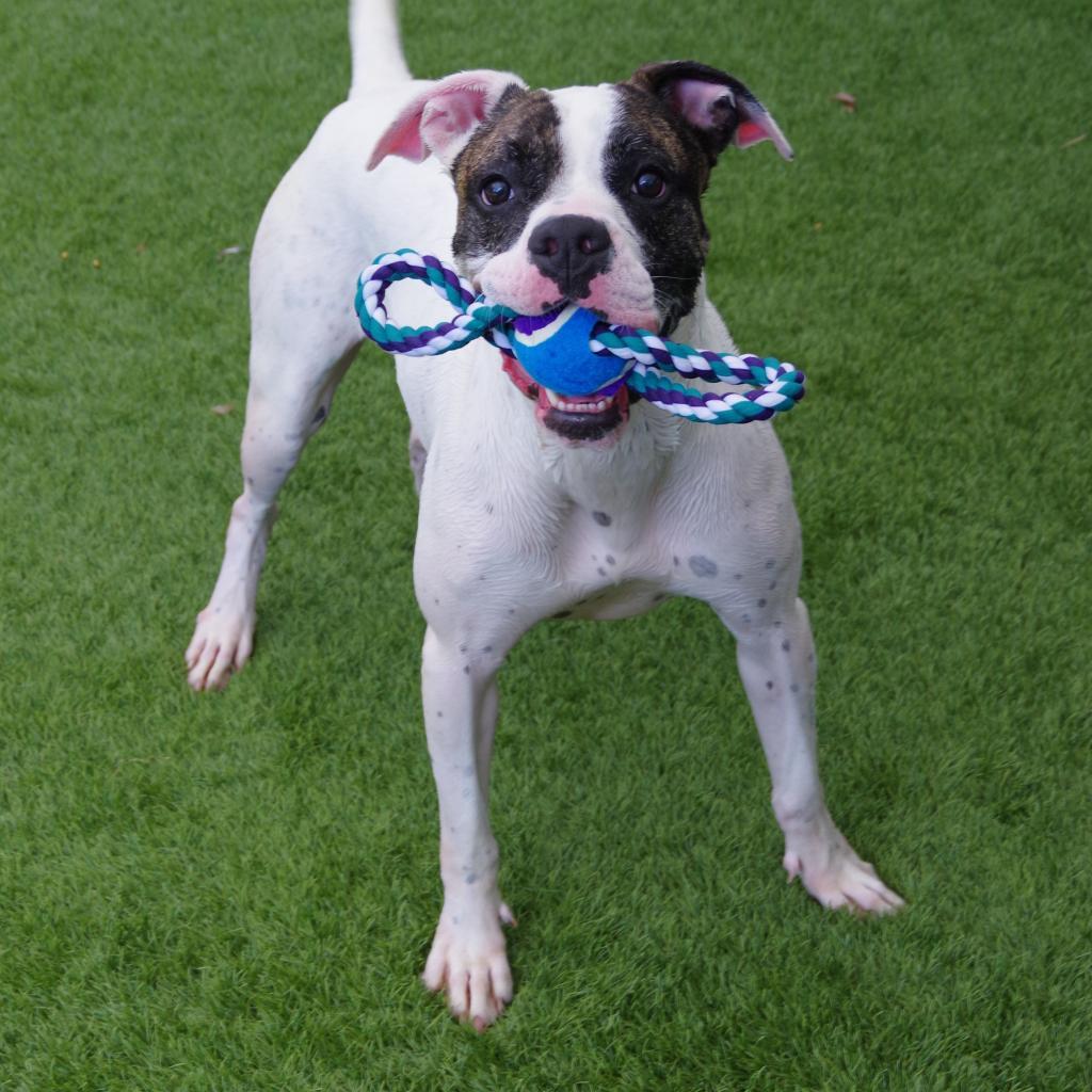 Sugar, Adoptable, Senior Female Boxer.