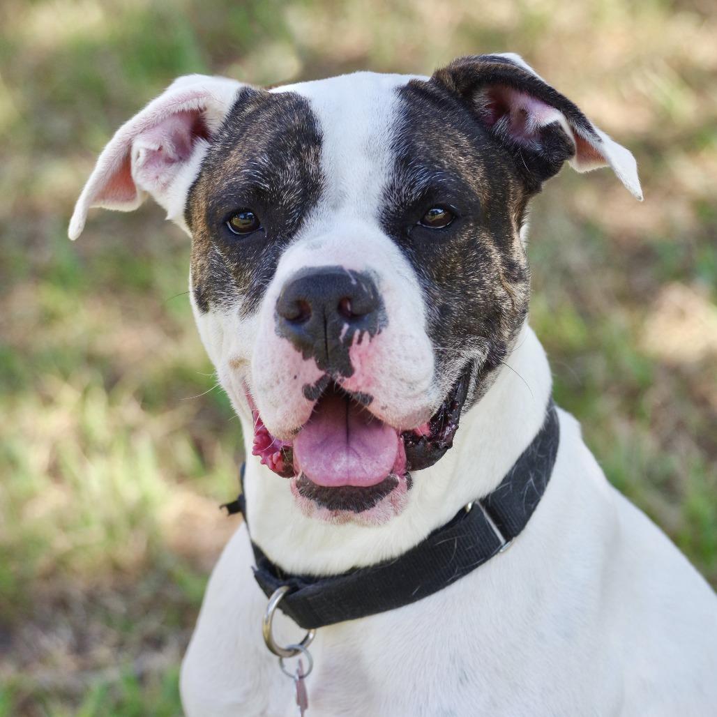 Sugar, a Adoptable mixed breed in Miami, FL image 2/6