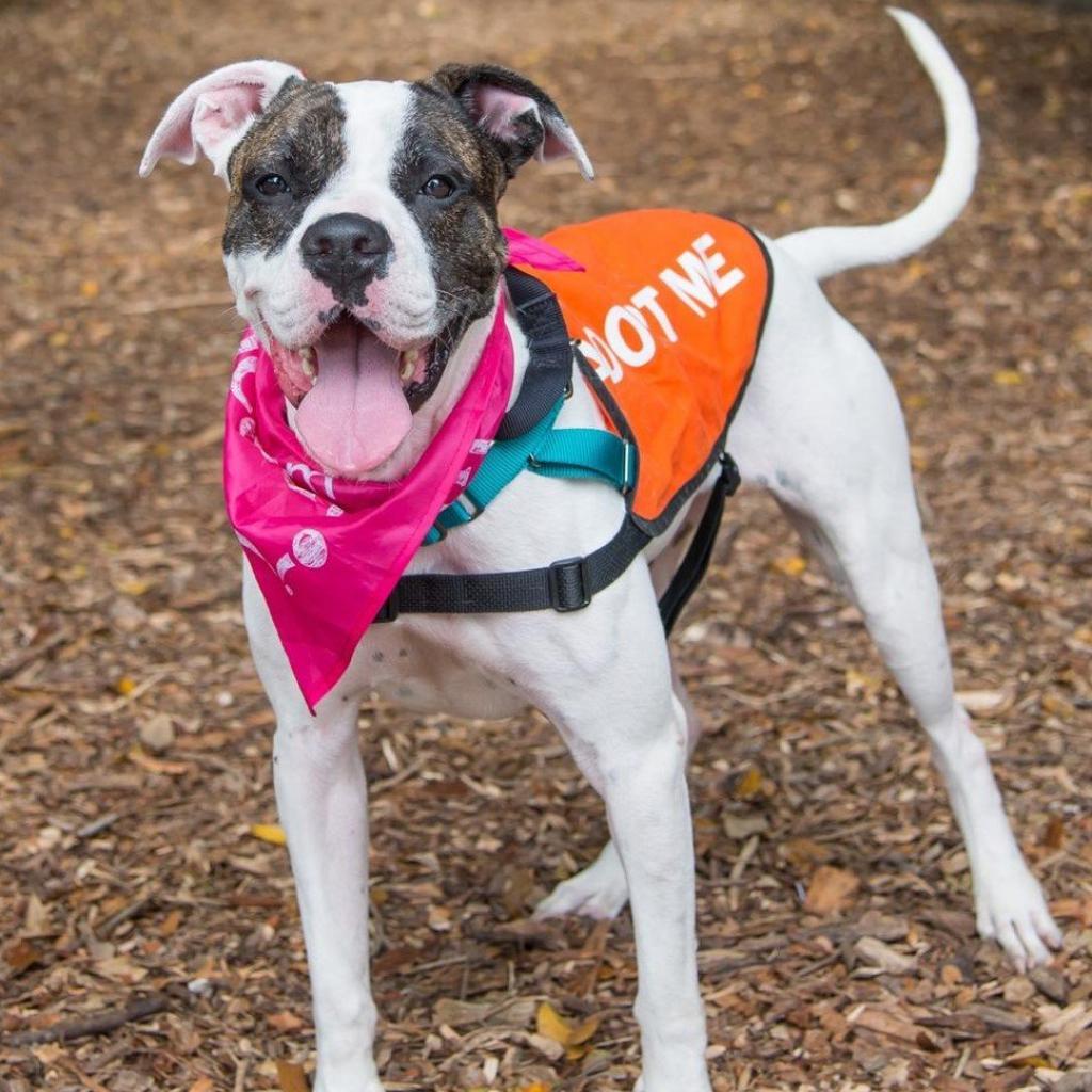 Sugar, a Adoptable mixed breed in Miami, FL image 5/6