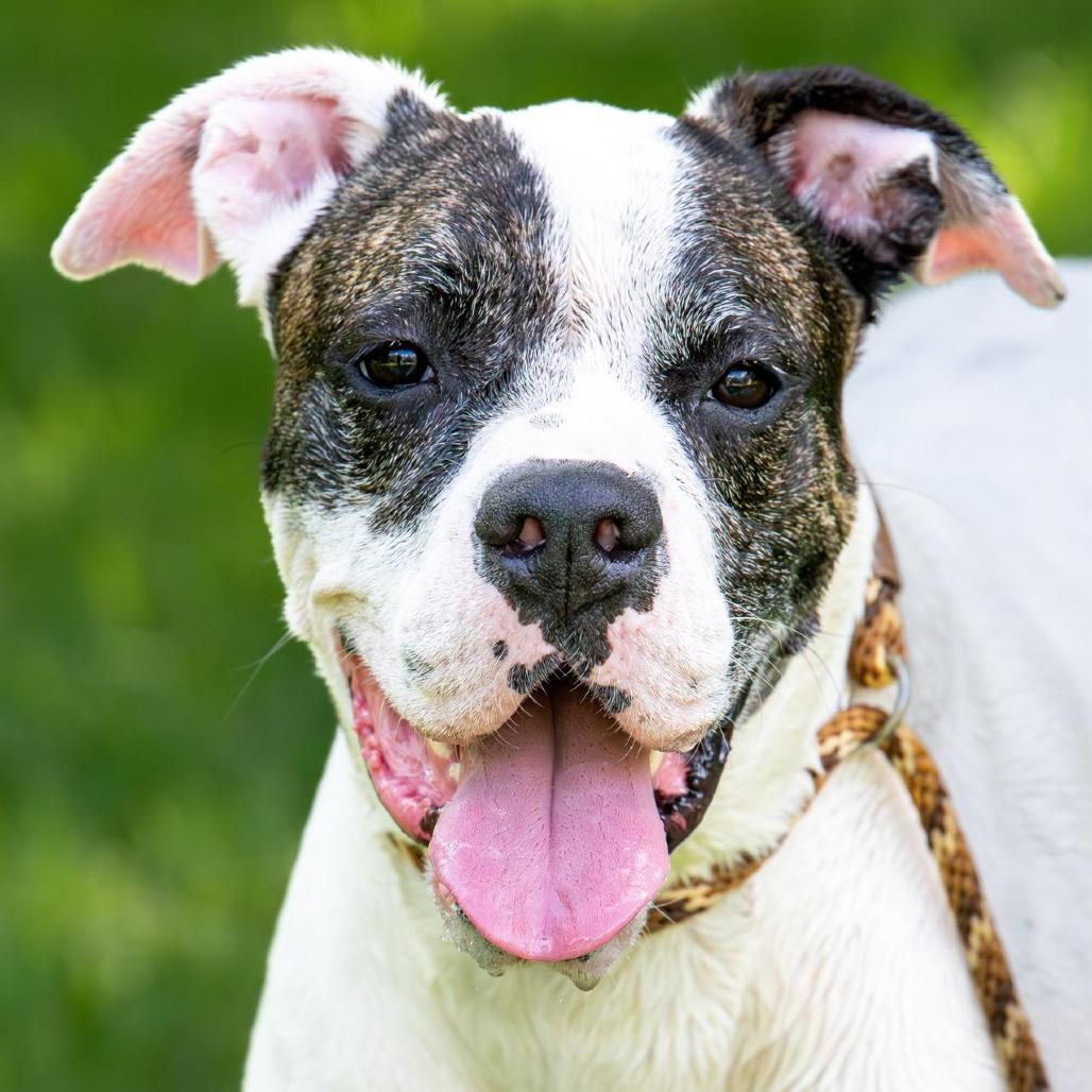 Sugar, a Adoptable mixed breed in Miami, FL image 6/6