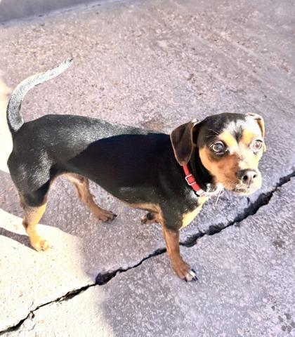 Goofy IN FOSTER, Adoptable, Puppy Male Chihuahua & Parson Russell Terrier.