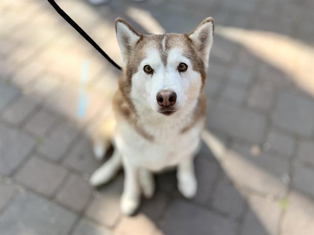 PEPPER ANNE, Adoptable, Adult Female Siberian Husky.
