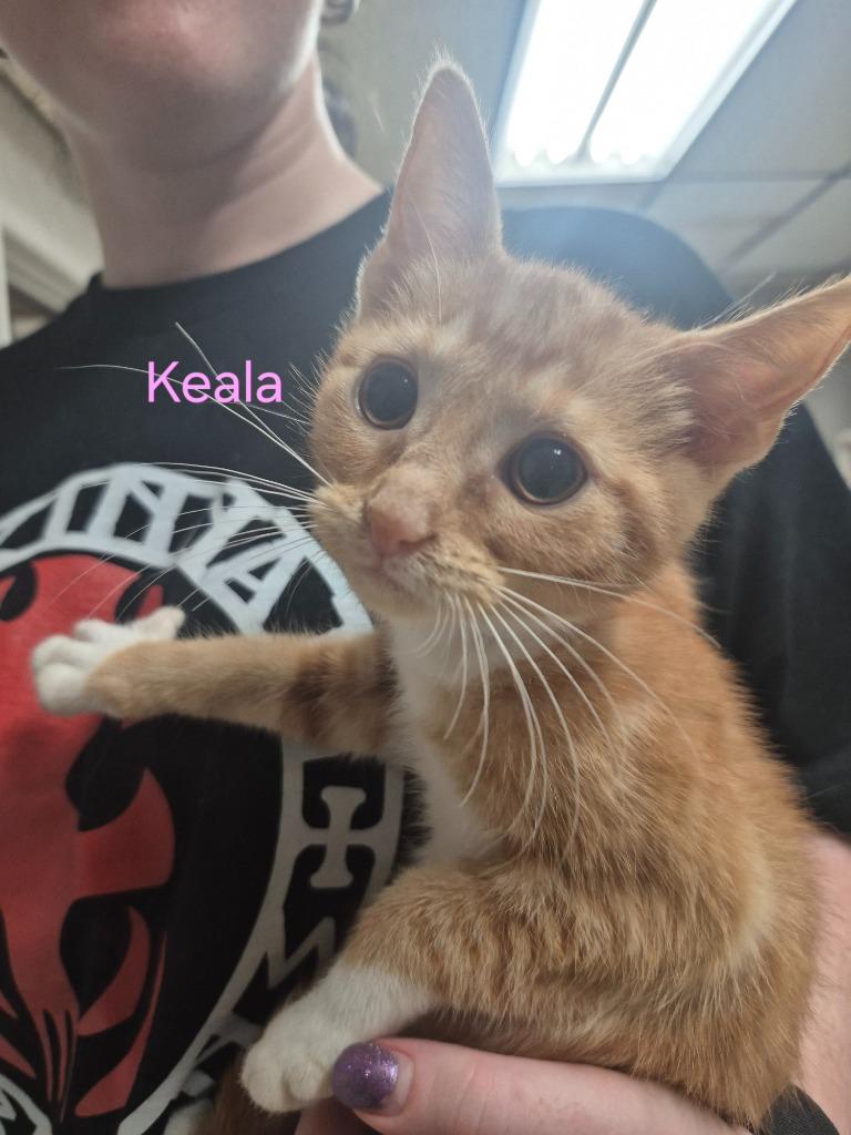 Keala, a Adoptable mixed breed in Cincinnati, OH image 2/2