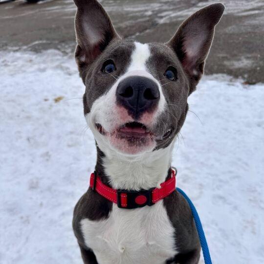 Sheila, a Adoptable American Staffordshire Terrier in Grand Rapids, MI image 3/4