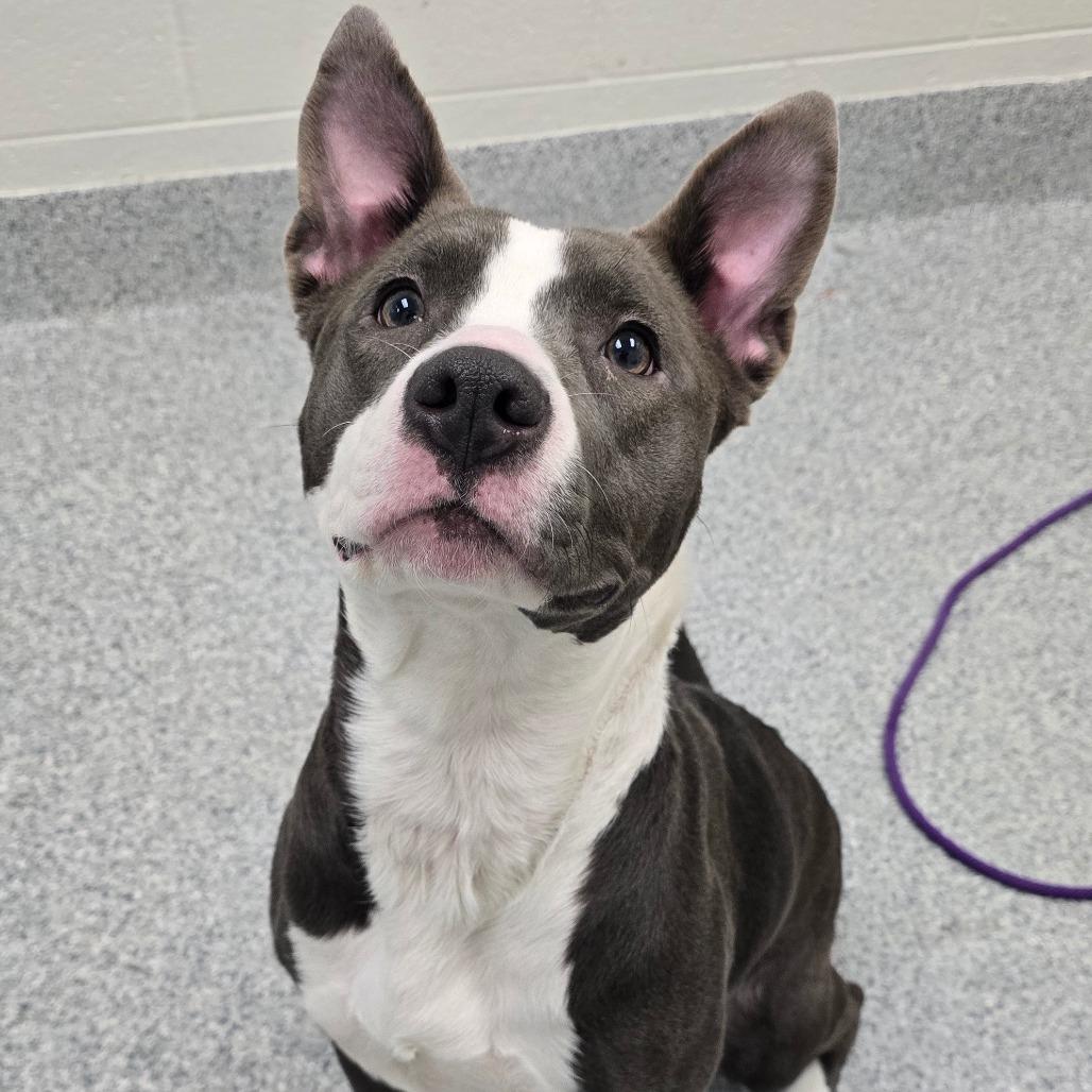 Sheila, a Adoptable American Staffordshire Terrier in Grand Rapids, MI image 4/4