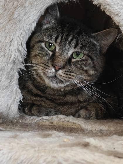 Tudles, Adoptable, Senior Male Domestic Short Hair & Domestic Short Hair.