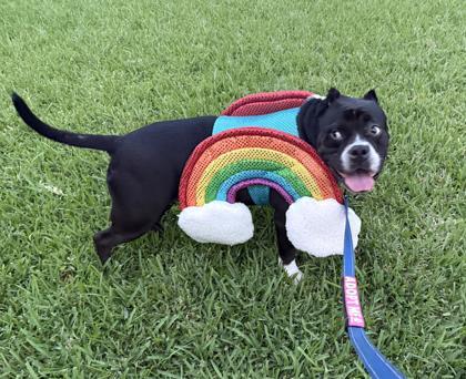 Enlarge Mizzy IN FOSTER, a Adoptable mixed breed in New Orleans, LA image 1/3