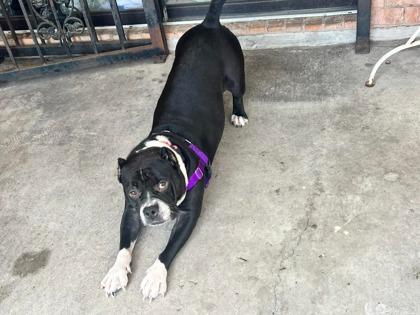 Mizzy IN FOSTER, Adoptable, Adult Female American Bulldog & Boxer.