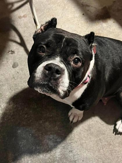 Enlarge Mizzy IN FOSTER, a Adoptable mixed breed in New Orleans, LA image 2/3