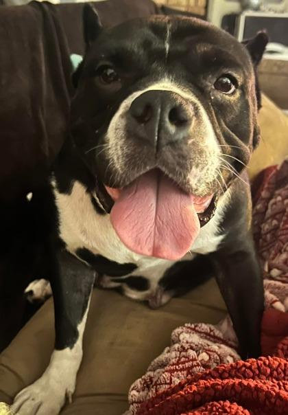 Enlarge Mizzy IN FOSTER, a Adoptable mixed breed in New Orleans, LA image 1/3