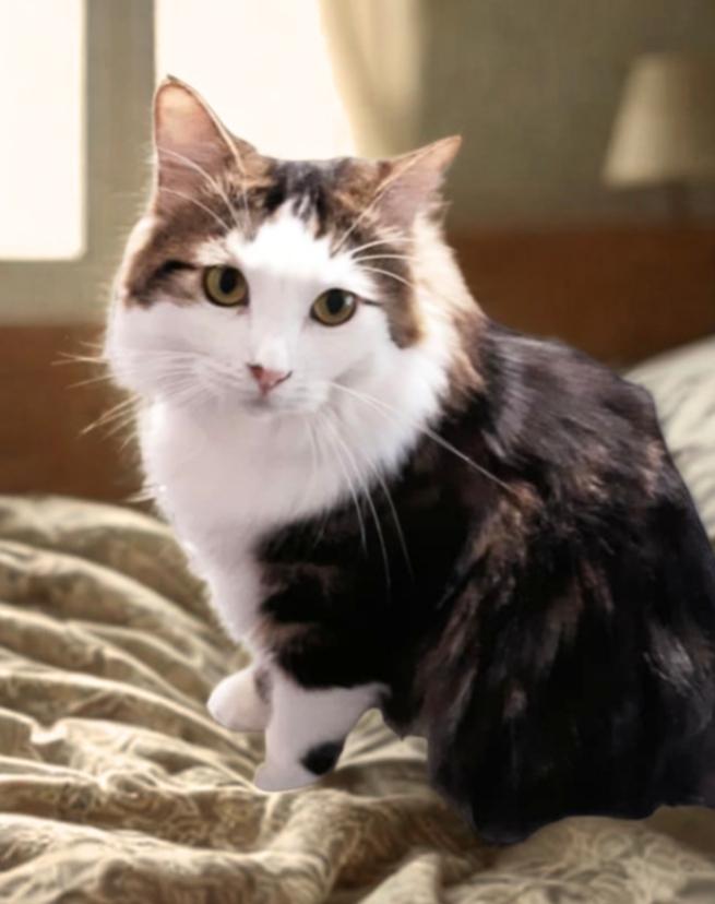 KeeKee, a Adoptable mixed breed in Buhl, ID image 1/3