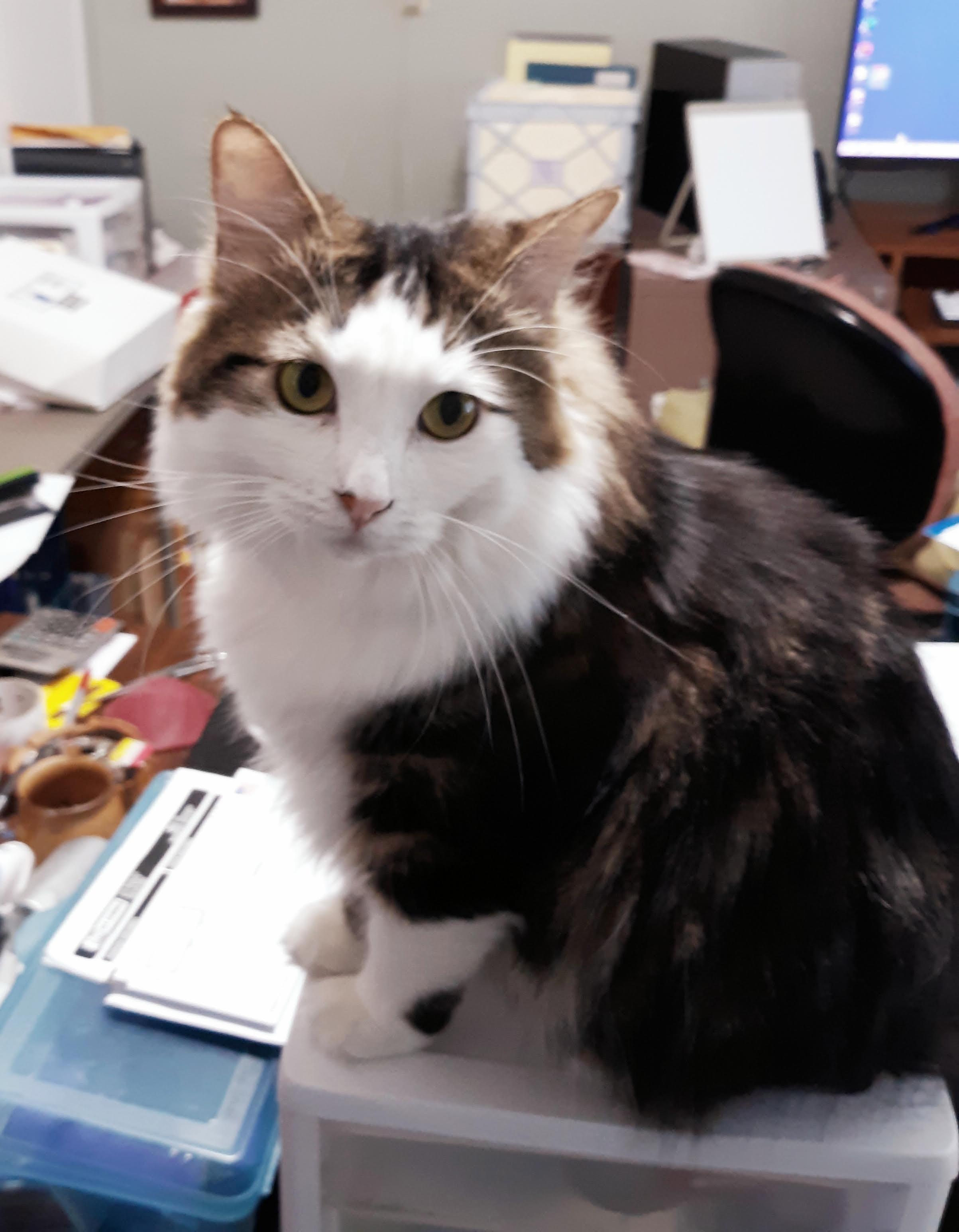 Enlarge KeeKee, a Adoptable mixed breed in Buhl, ID image 1/6