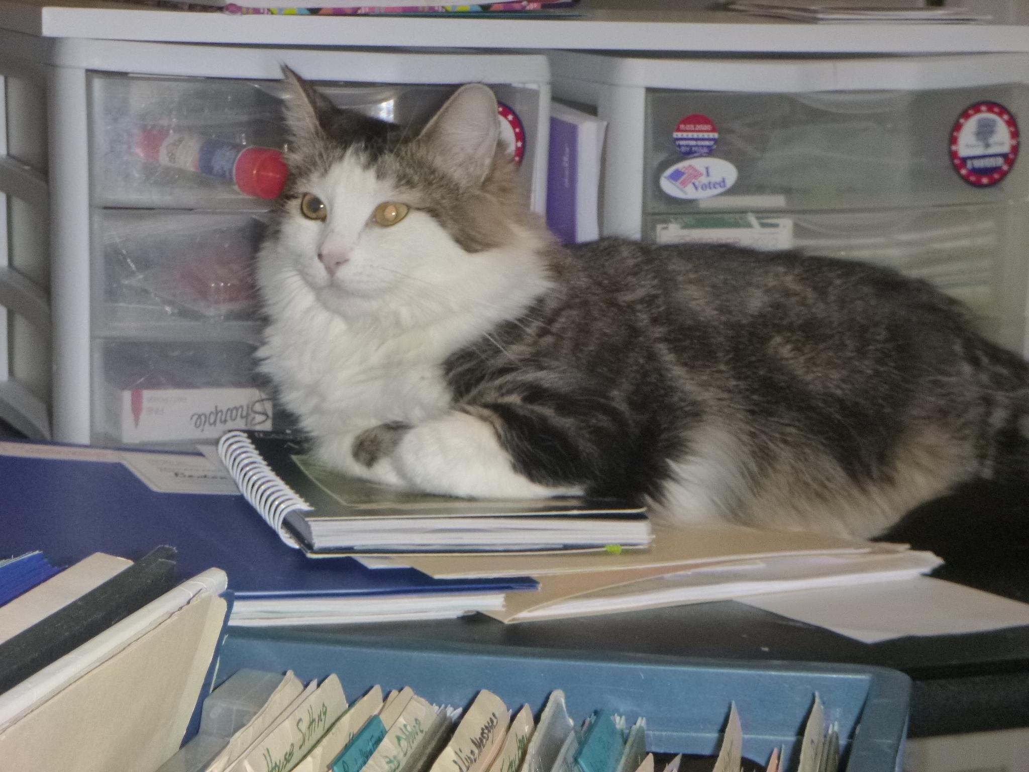 Enlarge KeeKee, a Adoptable mixed breed in Buhl, ID image 2/6