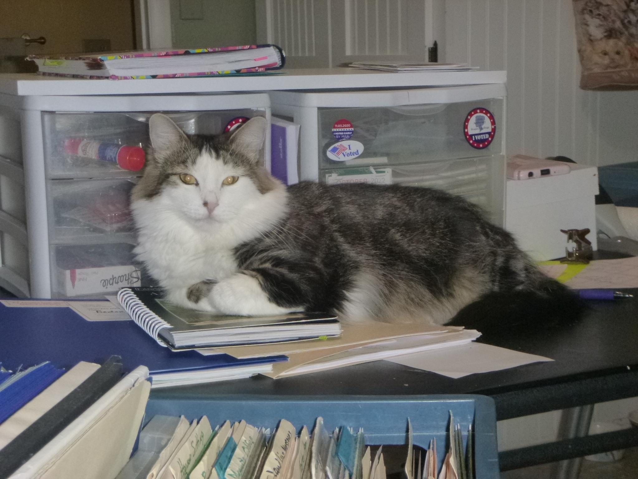 Enlarge KeeKee, a Adoptable mixed breed in Buhl, ID image 4/6