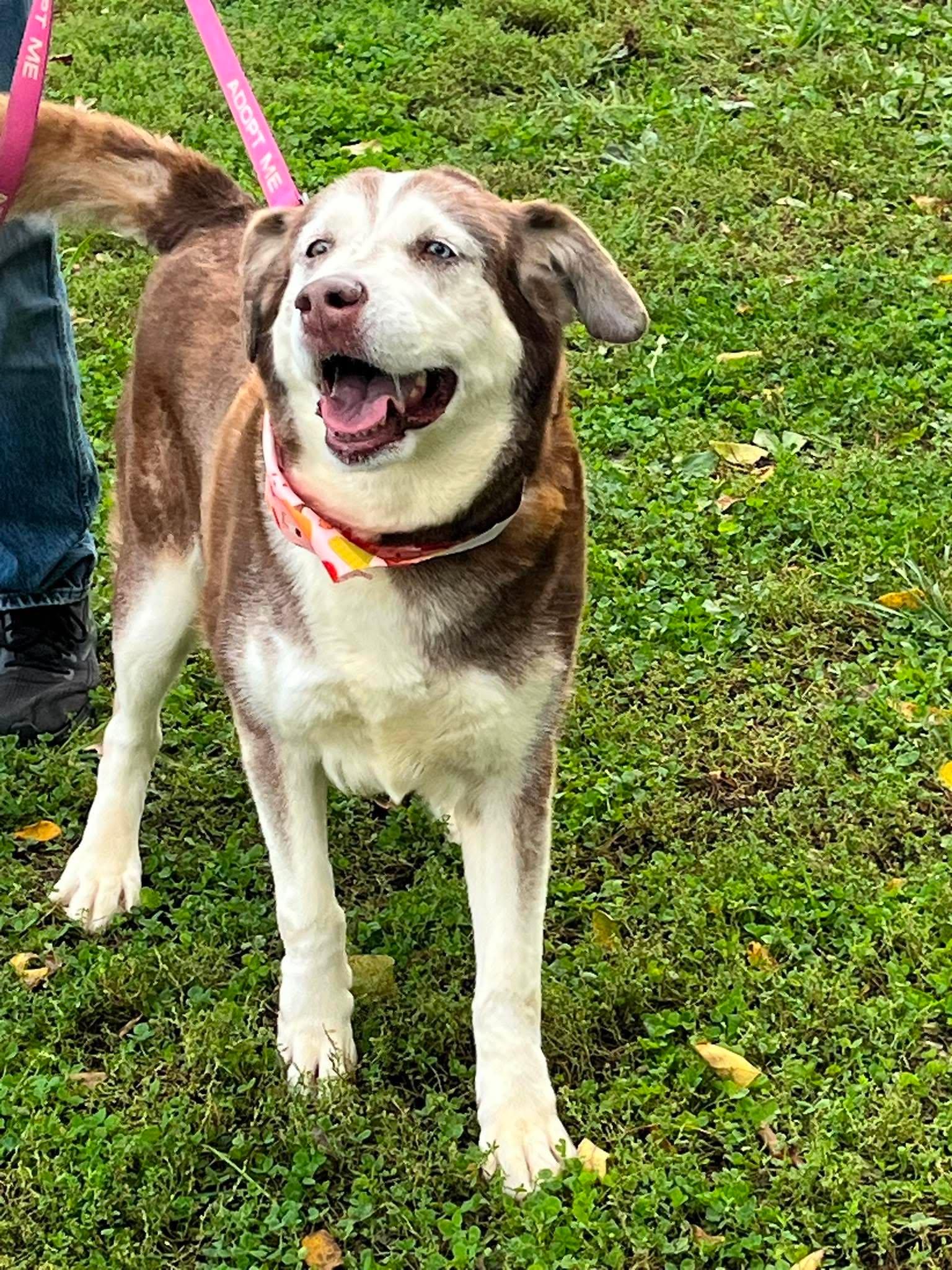 Enlarge Sidney, a Adoptable mixed breed in Harrodsburg, KY image 3/4