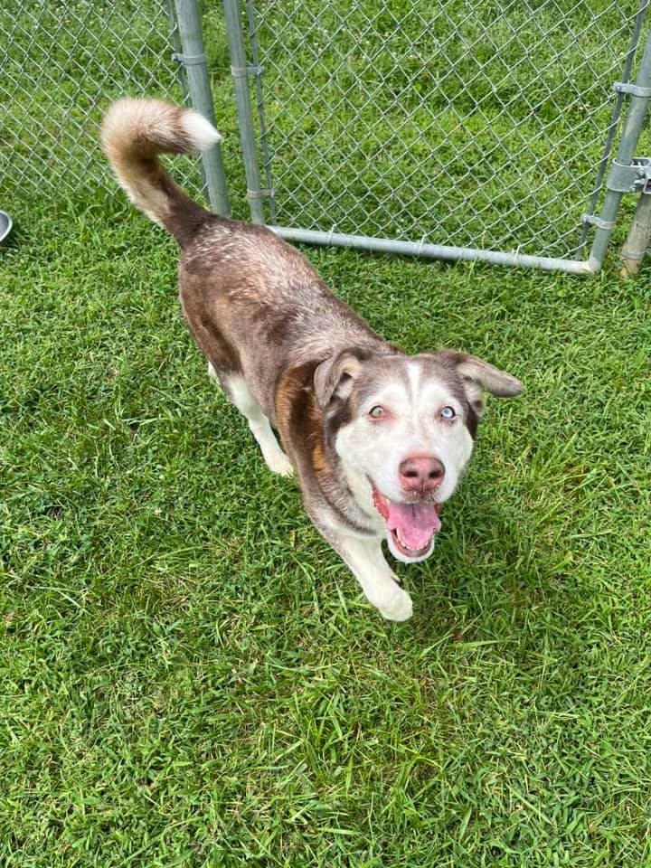 Sidney, adoptable, Senior Female Husky.