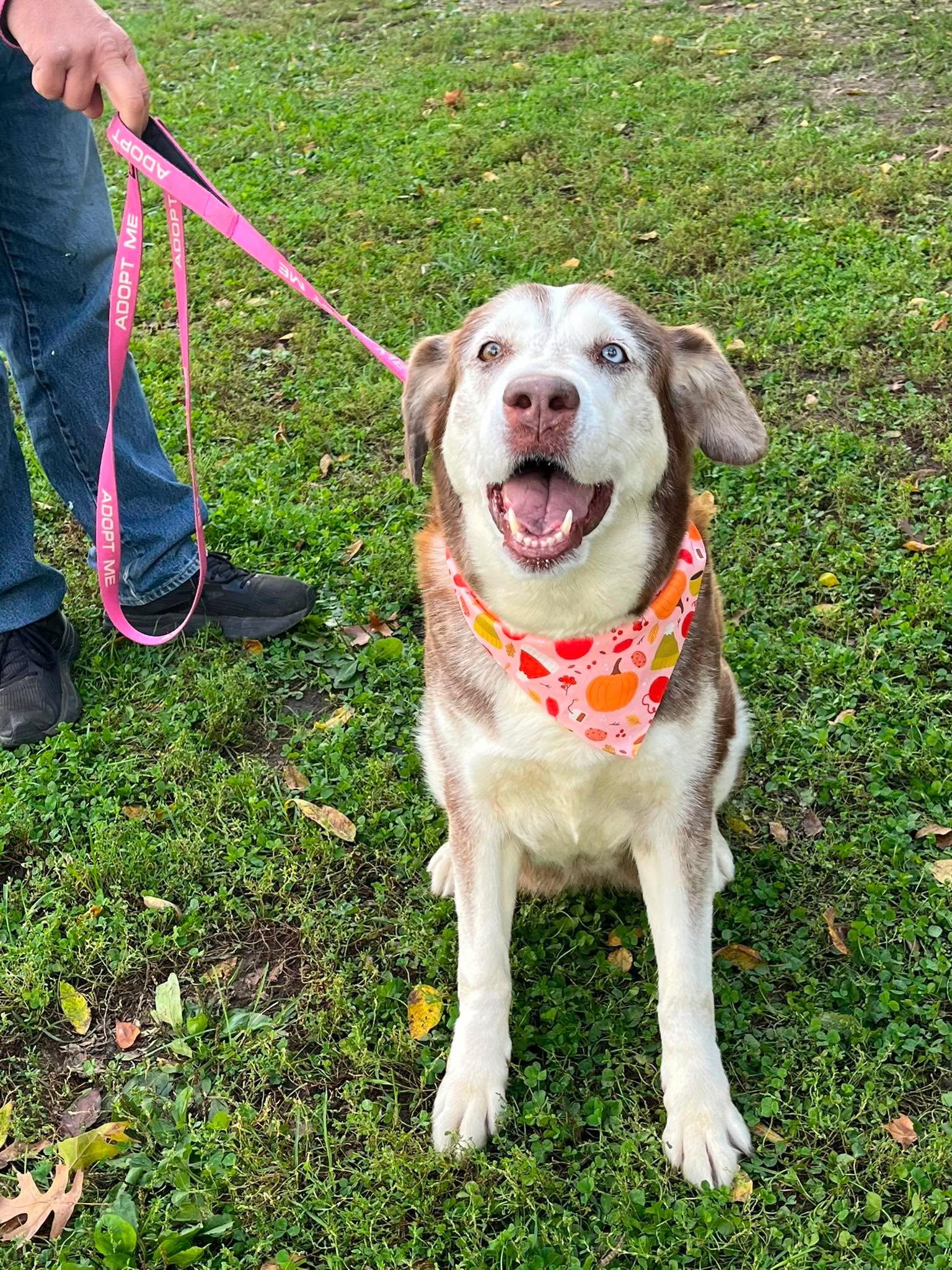 Enlarge Sidney, a Adoptable mixed breed in Harrodsburg, KY image 2/4