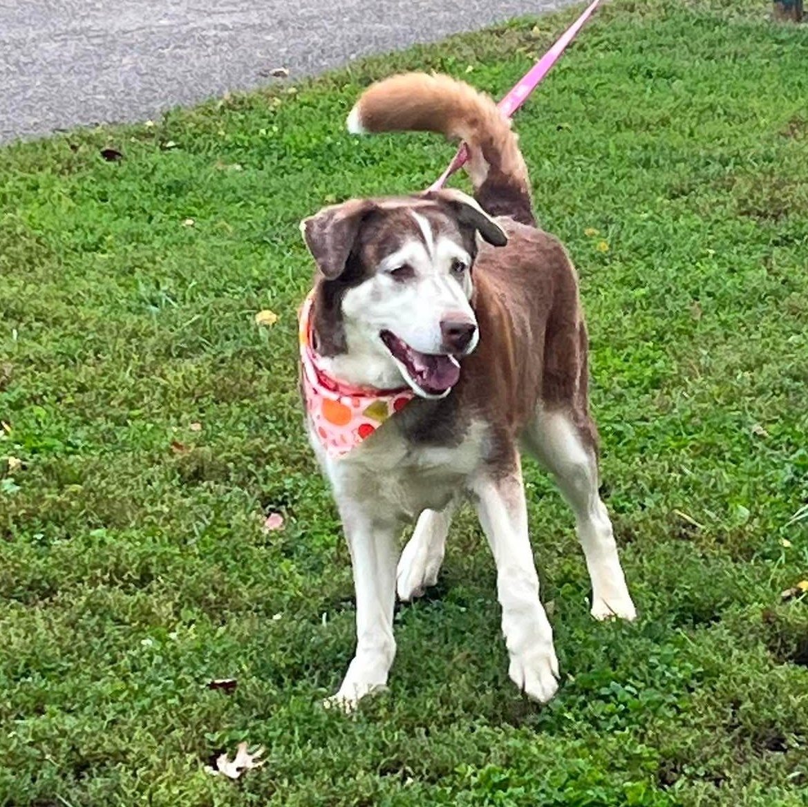 Sidney, Adoptable, Senior Female Husky.