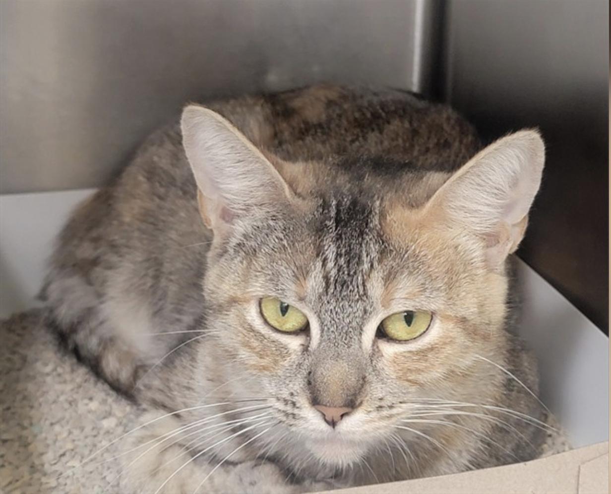 Lotteria, Adopted, Young Female Calico.