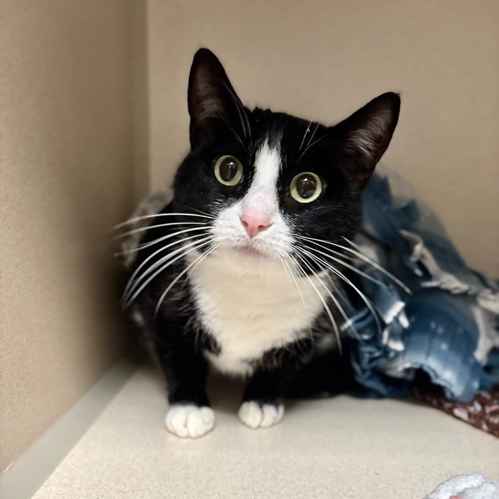 Enlarge Milani, a Adoptable Domestic Short Hair in Great Falls, MT image 1/1