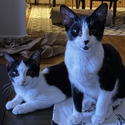 Kanga & Roo, adoptable, Kitten Male Tuxedo & Domestic Short Hair.