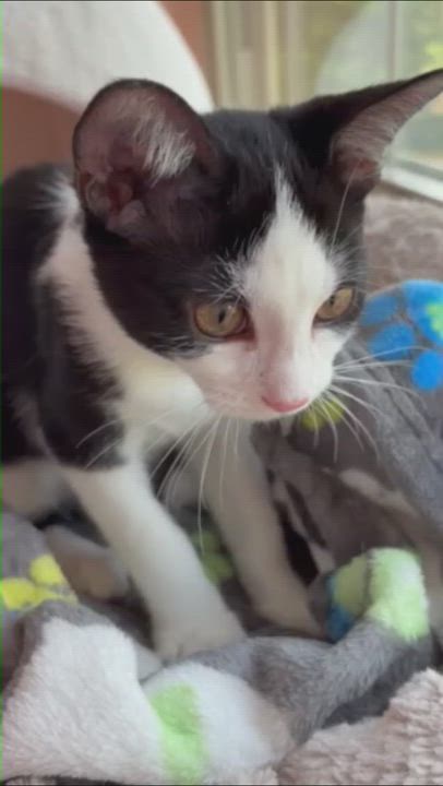 Enlarge Kanga & Roo, an adoptable mixed breed in Hyattsville, MD video 2/6
