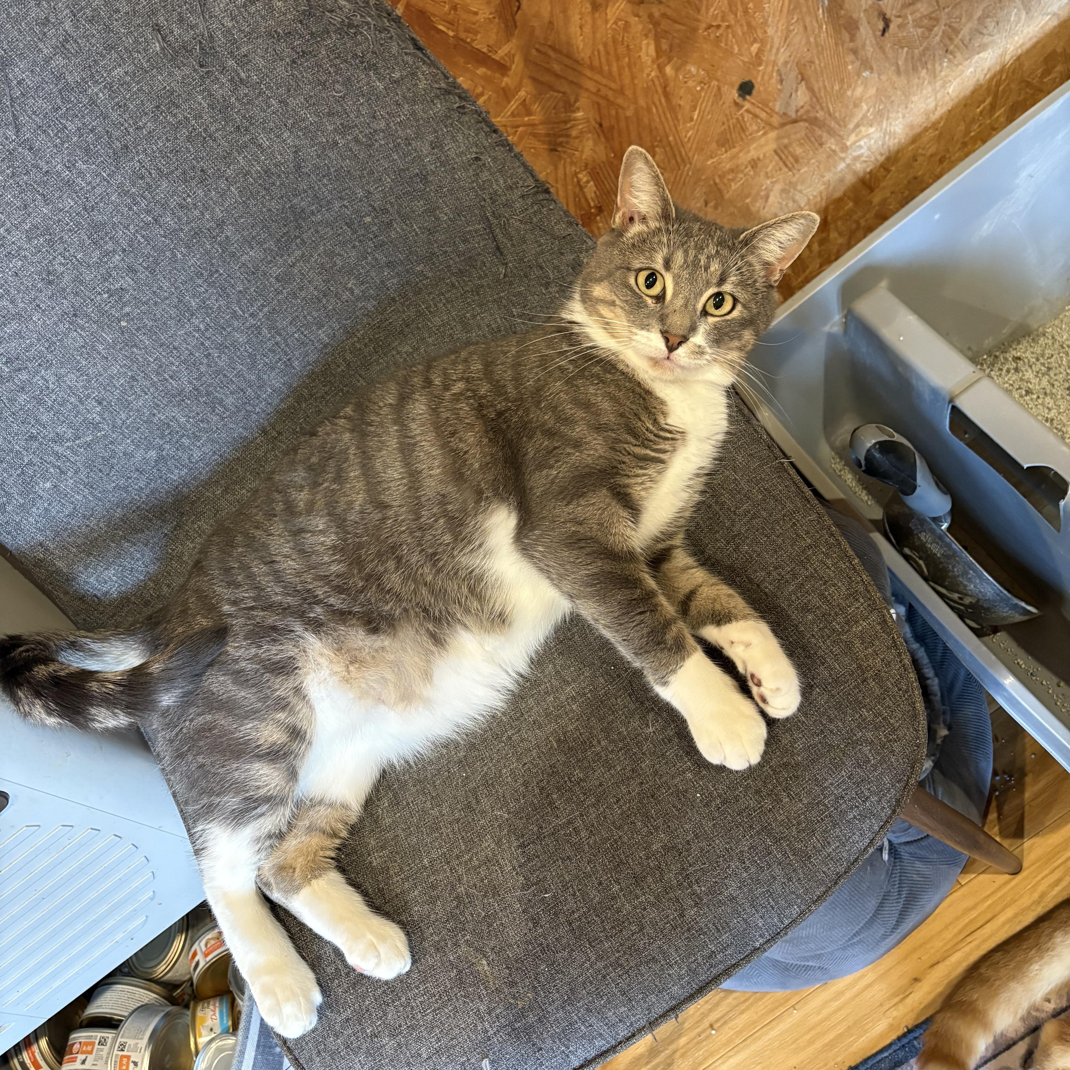 Malibu, Adoptable, Adult Female Domestic Short Hair.