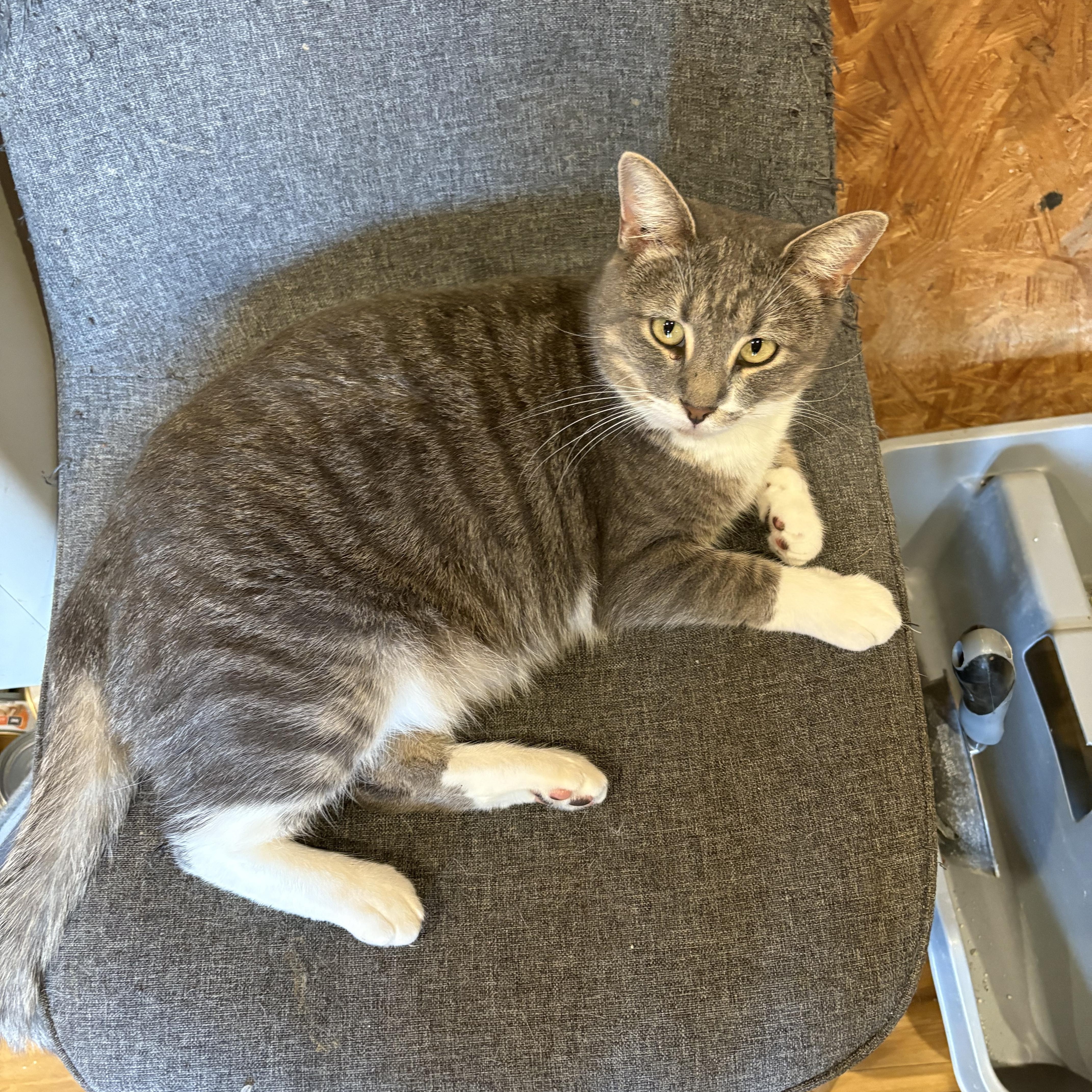 Enlarge Malibu, a Adoptable Domestic Short Hair in Richmond, VA image 2/3