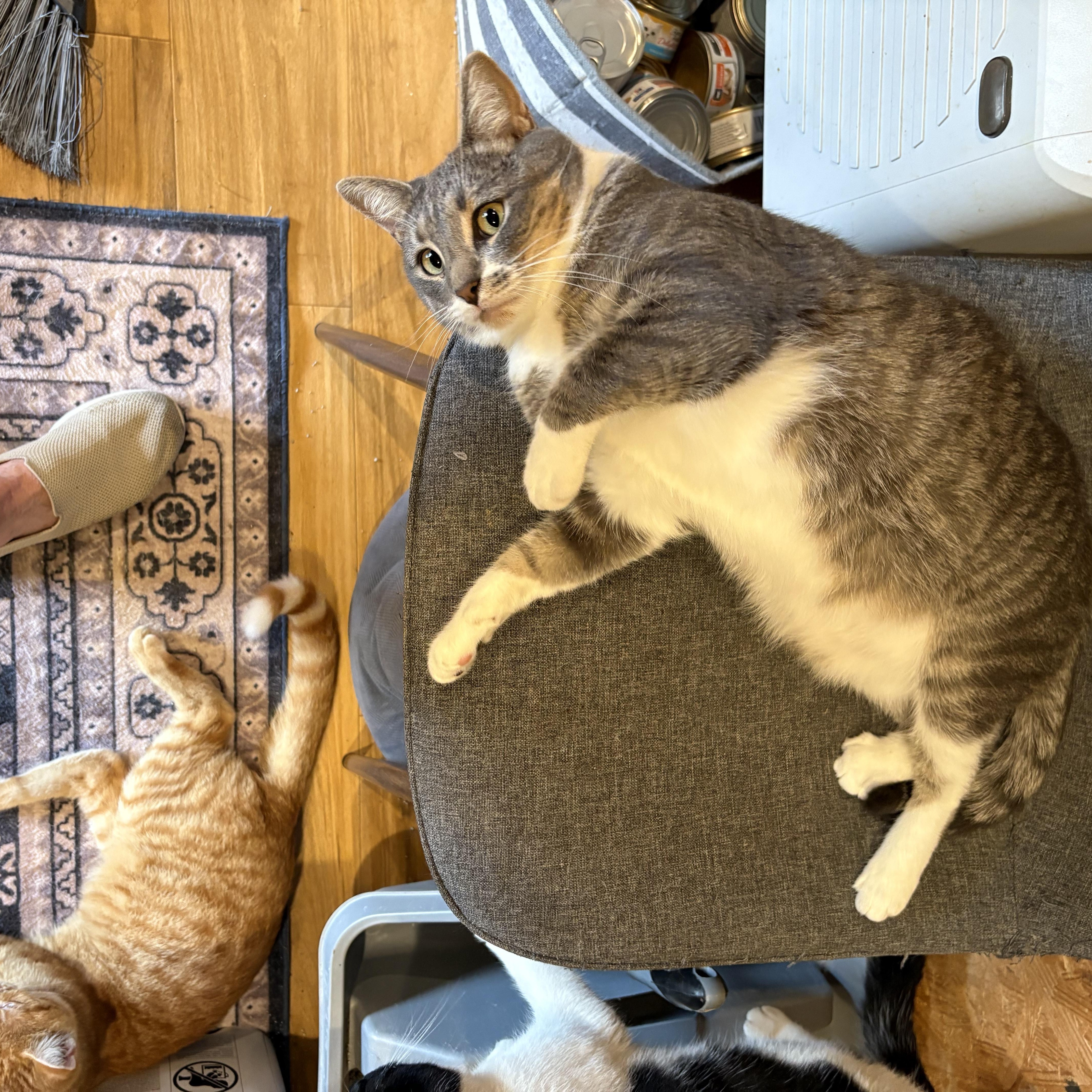 Enlarge Malibu, a Adoptable Domestic Short Hair in Richmond, VA image 3/3