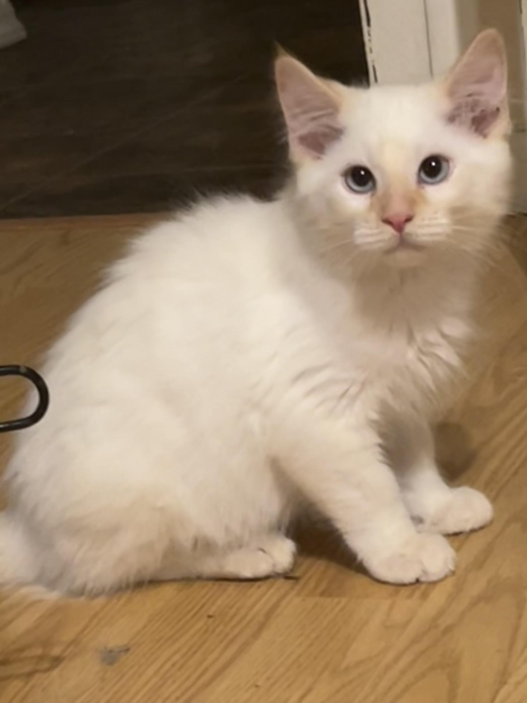 Cat for adoption Saffron, a Domestic Medium Hair in Corona, CA