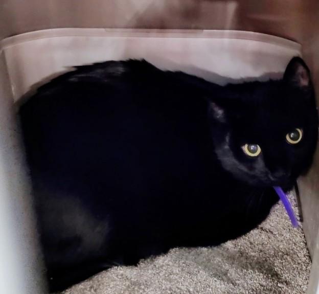 Henry, ADOPTABLE, Adult Male Domestic Short Hair.