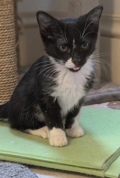 Tilly, Adoptable, Kitten Female Domestic Short Hair.